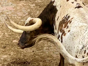 Longhorn Longhorn